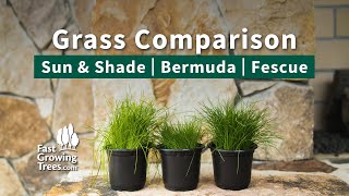 Sun amp Shade  Bermuda  Fescue  Grass Comparison [upl. by Henriha]