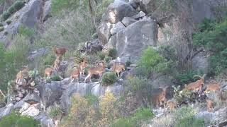 Cacerías Candela Coahuila audad berberisco [upl. by Ahseinad]