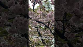 Keukenhof Gardens travel nature music relaxing flowers meditation travelvlog traveling fyp [upl. by Aia670]