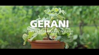 Come preparare i gerani allinverno [upl. by Hyland870]