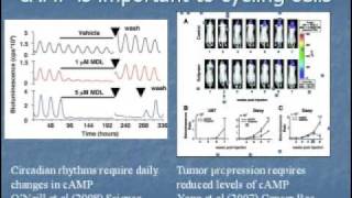 Dr Herzog Circadian Rhythms and Cancer Part 2 [upl. by Hux]