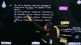 The wall of alimentary canal from oesophagus to rectum posses four layers The sequence of these [upl. by Savannah]