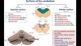 Anatomy of the Cerebellum  Dr Ahmed Farid [upl. by Theodora]