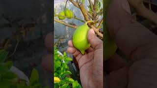 harvest gandharaj lemonfruit shortsfeed  viral [upl. by Jessalyn]