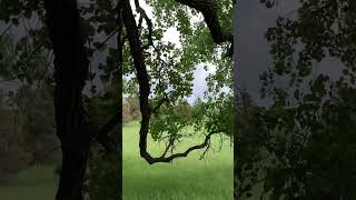 Wind Blowing through The Cottonwoods at Ingalls Family Homestead [upl. by Dahsraf]