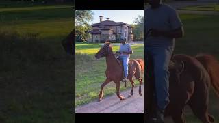 Bollywood trotter trending horse bestindianhorse viralvideo indianhorse ytshorts [upl. by Ladnor]