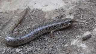 Ocellated Skink Chalcides ocellatus  Cyprus [upl. by Denten]