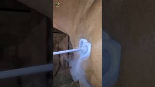 freeze branding animals video shortsvideo yt viral [upl. by Arema777]