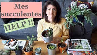 Mes succulentes  ou la vidéo de la désolation [upl. by Val449]