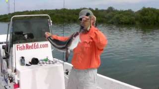 Homosassa Cobia with quotRed EDquot [upl. by Orvil587]