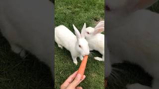 Rabbits eating carrots 🥕 new rabbit viralshort yt [upl. by Langelo]