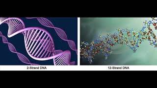 Polyphonic Singing  DNA Crystalline Activation [upl. by Shu431]