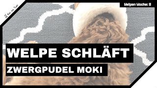 Zwergpudel Welpe ApricotBraun  Moki beim Schlafen  PudelWelpe schläft [upl. by Nina331]