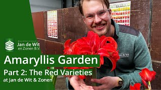 A big amaryllis party  Part 2 The red varieties  English  Jan de Wit en Zonen [upl. by Iorio]