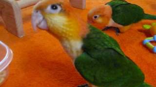 10 week old baby White Bellied Caiques [upl. by Osman905]