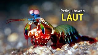 MANTIS SHRIMP UDANG PETINJU satwatv [upl. by Aicenek]