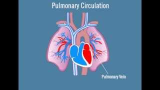 Pulmonary Circulation [upl. by Tiphany]