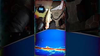 Jigging up Walleyes with Garmin Livescope icefishing walleye shorts [upl. by Stanway564]