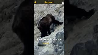 Bear Plunges Off Cliff To Death While Hunting Mountain Goat amp Her Baby Bear falls off cliff [upl. by Siuqaj46]