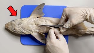 Strange Organ Inside a Shark   Shark Dissection [upl. by Saum261]