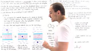 Permeability of Cell Membrane [upl. by Yliab881]