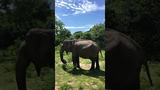 【Elephant in Yala】Elephant of Yala National Park Sri Lanka [upl. by Shaw]