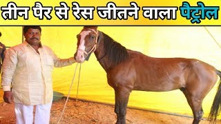 Malegaon horse fair 2019मालेगांव में देख लो तीन पैर पर रेस जीतने वाले पैट्रोल को [upl. by Nohs130]