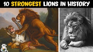 10 Most Powerful Lions in History [upl. by Ahsilem407]