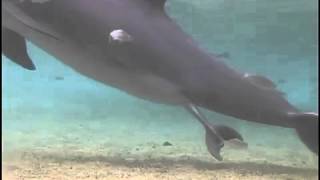 Incroyable naissance Dauphin au Dolphin Quest Hawaii [upl. by Tini]