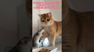 🐱 Cat vs ‘Rat’ – You Won’t Believe What Happens Next 😲  Funny Cat Video Shorts CatVideo [upl. by Akaenahs]