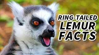 RingTailed Lemur Facts the SUN WORSHIPPER  Animal Fact Files [upl. by Hach]