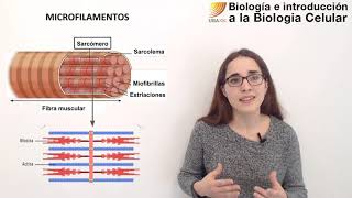 Citoesqueleto Cilios y Flagelos  Biología  Célula  V4  Egg Educación [upl. by Haleemaj]