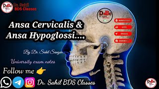 Ansa Cervicalis amp Ansa Hypoglossi bds mbbs medicaldoctor anatomy humanbody DrsahilBDS [upl. by Eirrot]