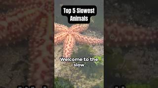 Top 5 Slowest Animals in the World  Natures Leisurely Wonders 🐢🐌 [upl. by Gayleen195]