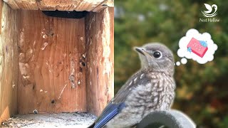 Do you Clean After Bluebirds Fledge [upl. by Shererd82]