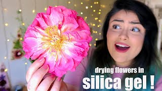 Drying Real Flowers in Silica Gel [upl. by Adnylg]