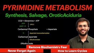 Pyrimidine Metabolism  Biochemistry  Orotic Aciduria Video [upl. by Larner508]