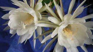 Epiphyllum Timelapse 102910 quotNight Blooming Cereusquot [upl. by Ronica]