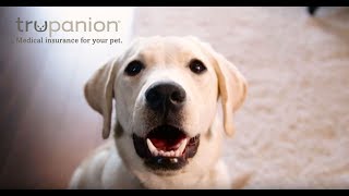 Insure What You Love  Medical Insurance for Pets [upl. by Nieberg]