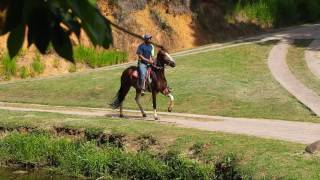 marcha picada egua fazenda lago azul [upl. by Audwin]