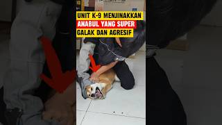 Keahlian unik k9 dalam menjinakkan anabul yang super galak dan agresif 😱 shorts anabul [upl. by Faux]