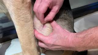 Superficial skin scraping technique in a dog [upl. by Yblehs]