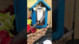 😆Chickadee Bird Gets Stuck in Bird Feeder🦜shortsfeed funny shorts birds bird shortsviral dog [upl. by Aynnek341]