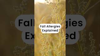 Fall Allergies Explained allergies shorts mcmasteruniversity machealthsci [upl. by Beetner623]