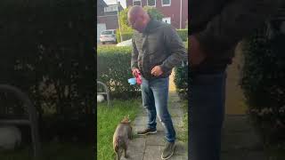 NIEUWE HOND  VLOG SHORT [upl. by Notseh]