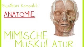 Anatomie  1MIMISCHE MUSKULATUR [upl. by Athelstan]