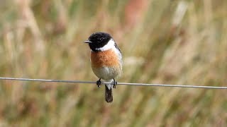 Goldcliff Birding 199 4K [upl. by Neelyam]