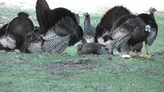 BushNaBag Breeding Turkeys 2013 [upl. by Jarlathus]