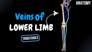 Veins of the Lower Limb Division Tributaries  Anatomy [upl. by Lizette956]