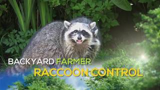 Raccoon Control [upl. by Ronn]